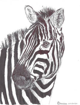 Zebra