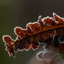 frosted fern