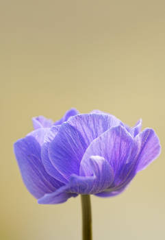 poppy anemone II