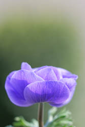 poppy anemone III