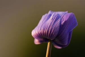 poppy anemone