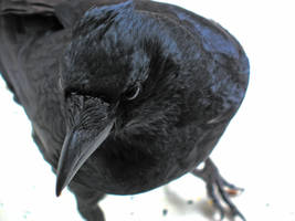 Crow