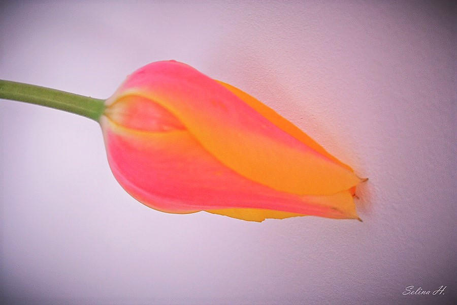 Solo by sesam-is-open on DeviantArt Solo by sesam-is-open on DeviantArt