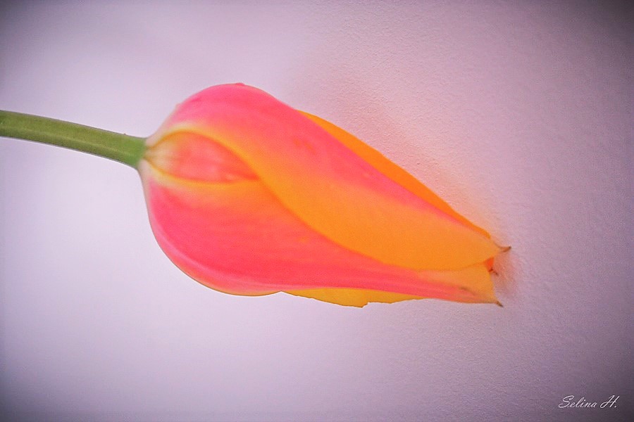 Solo by sesam-is-open on DeviantArt Solo by sesam-is-open on DeviantArt