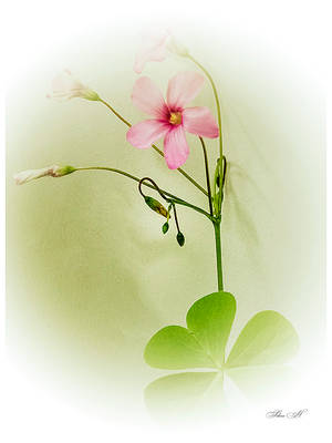 The Luck Is Always Green by sesam-is-open The Luck Is Always Green by sesam-is-open