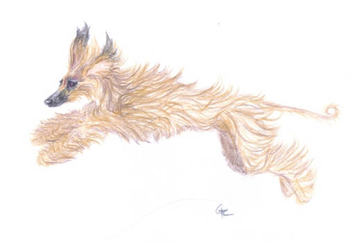 Afghan Hound WC pencil drawing