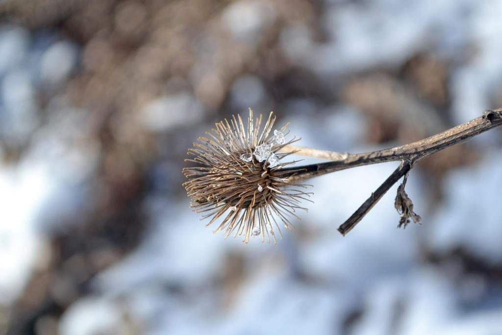 Distel by Pumora on DeviantArt