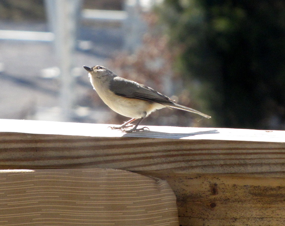 Titmouse