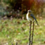 Stilted bluebird