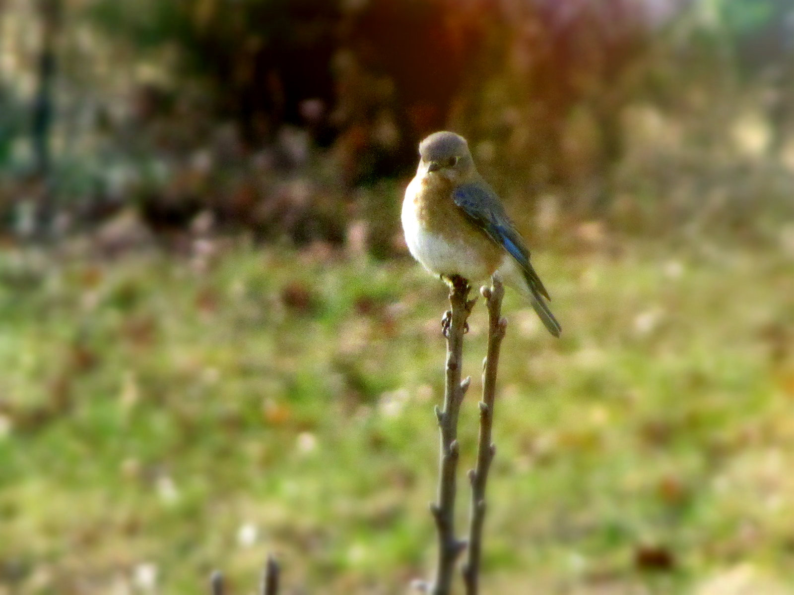 Stilted bluebird