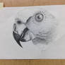 Parrot in Graphite