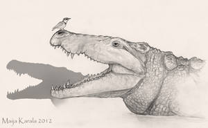 The Pleistocene Killer Crocodile