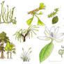 Evolution of Plants