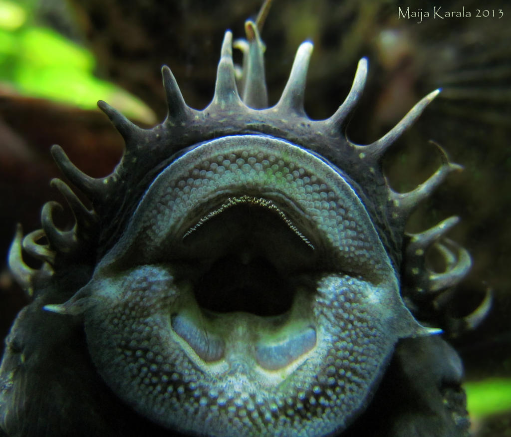 Hanif Fish Hannibal the Catfish by Eurwentala on DeviantArt