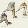 Pterosaur Portraits