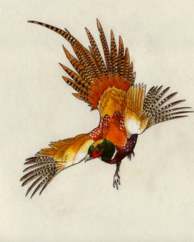 Flight of the Pheasant