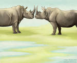 The Sixth Rhino