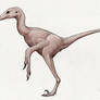 Naked Anchiornis