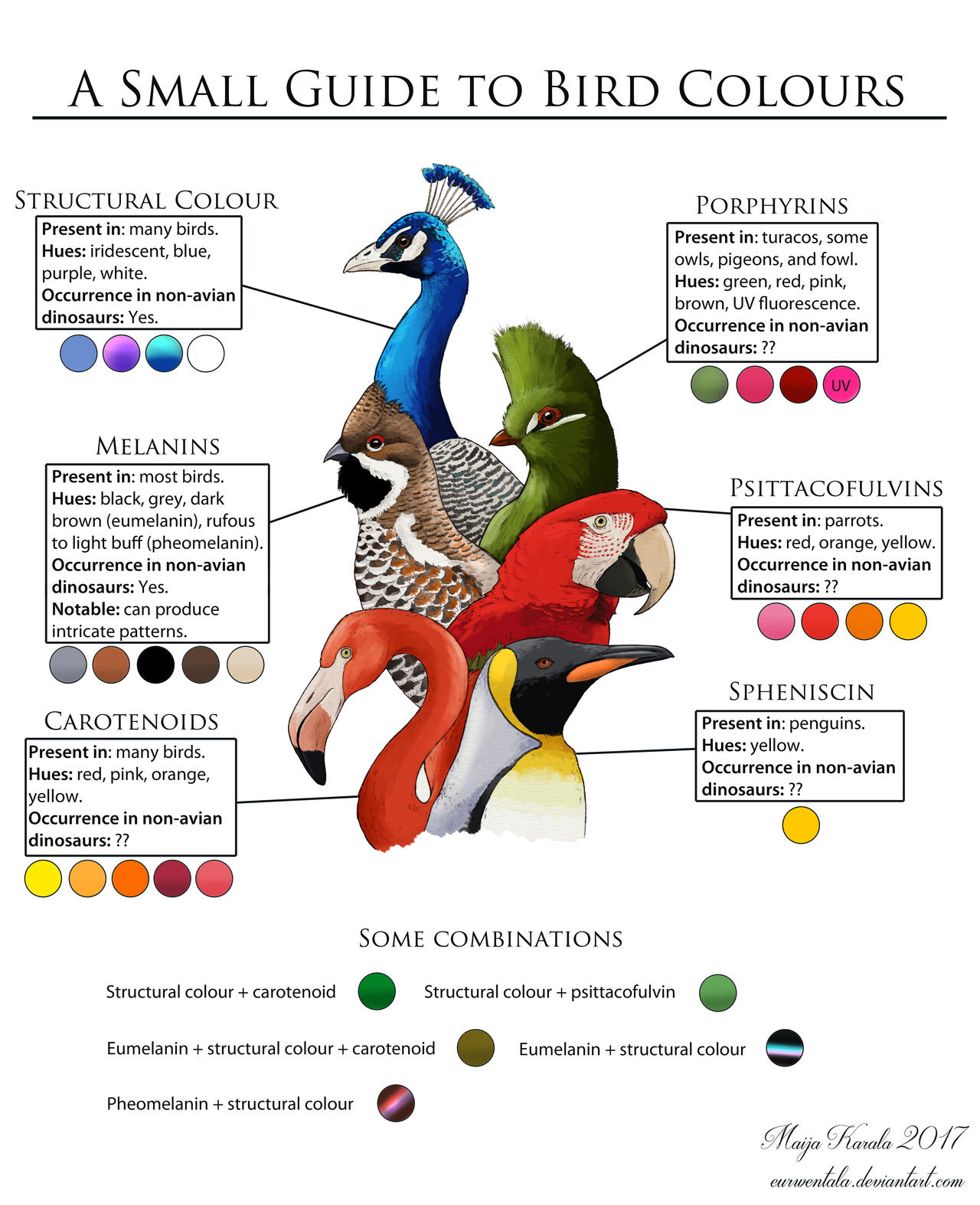 A Small Guide to Bird Colours by Eurwentala on DeviantArt