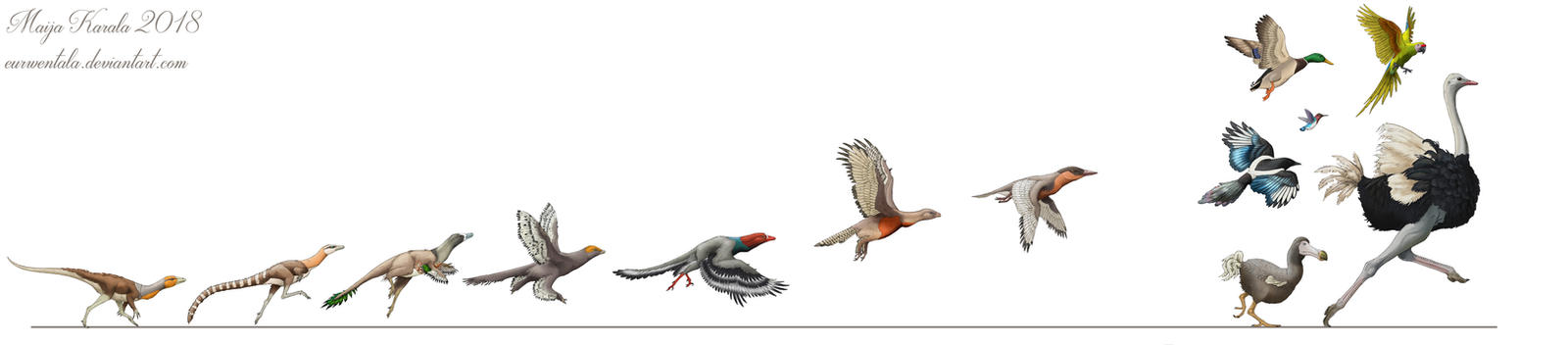 Birds Evolution Drawing Evolution of Birds by Eurwentala on DeviantArt