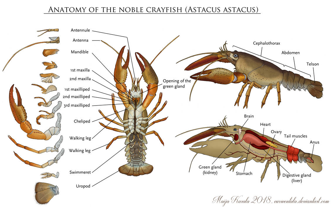 Anatomy of the noble crayfish by Eurwentala on DeviantArt