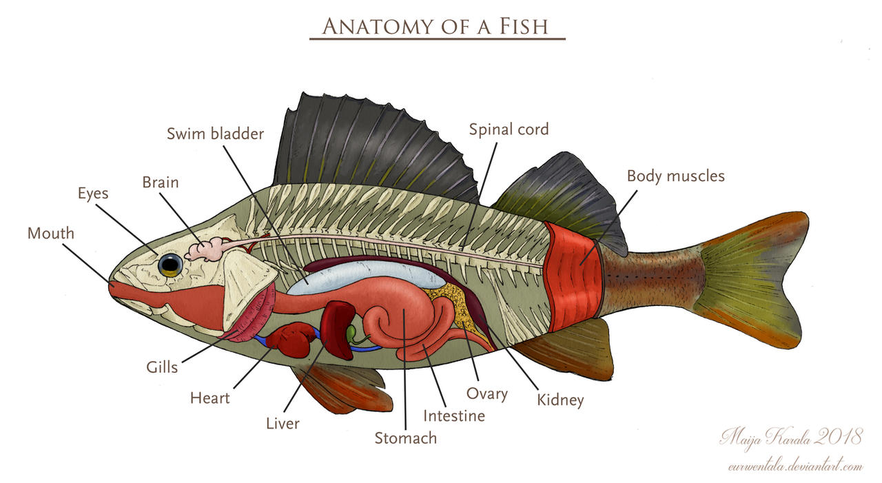 Perch Body Diagram perch-body-diagram