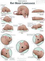 Rat Body Language