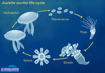 Jellyfish Life Cycle