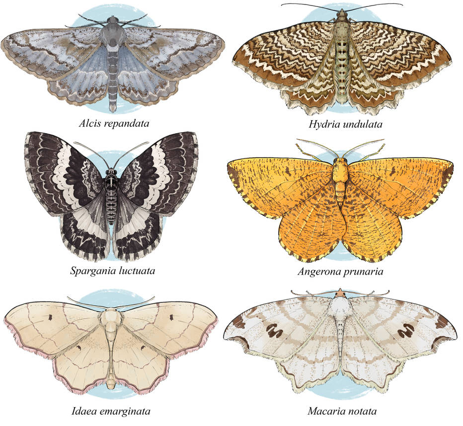 Geometers by Eurwentala on DeviantArt