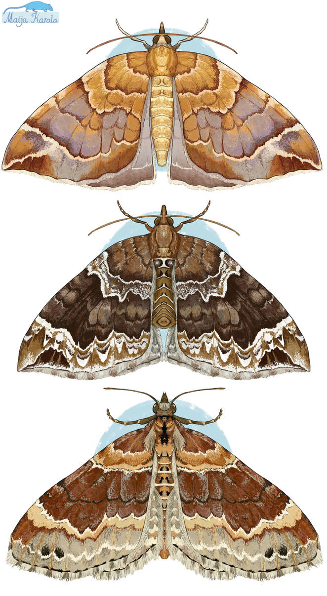 Geomancy Insect Geometers, part II by Eurwentala on DeviantArt