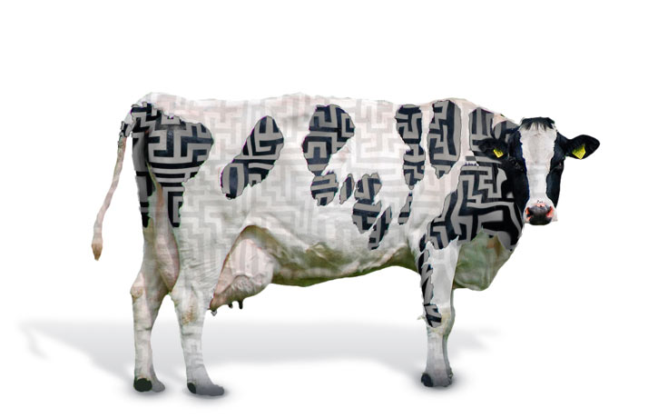 The a-Mazed cow