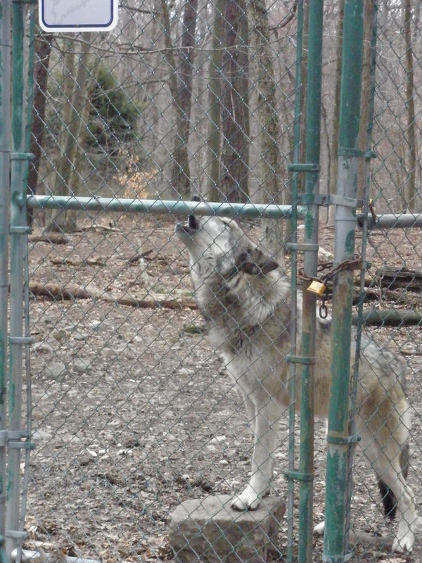 Timber Wolf Howl by AkaRyuuAki on DeviantArt