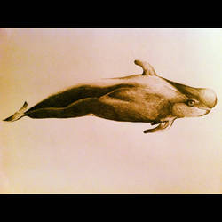 Pilot my whale