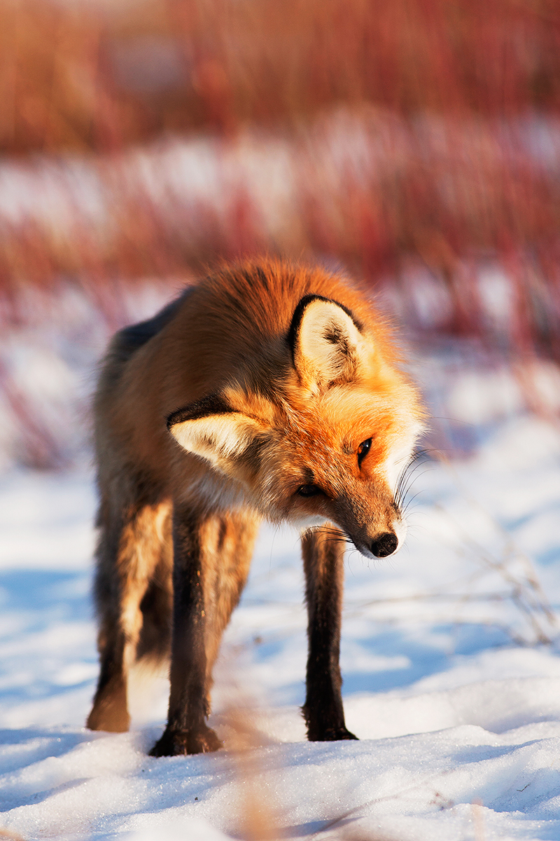 Curious Fox