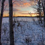 Wild Winter Forest