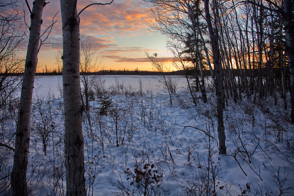 Wild Winter Forest