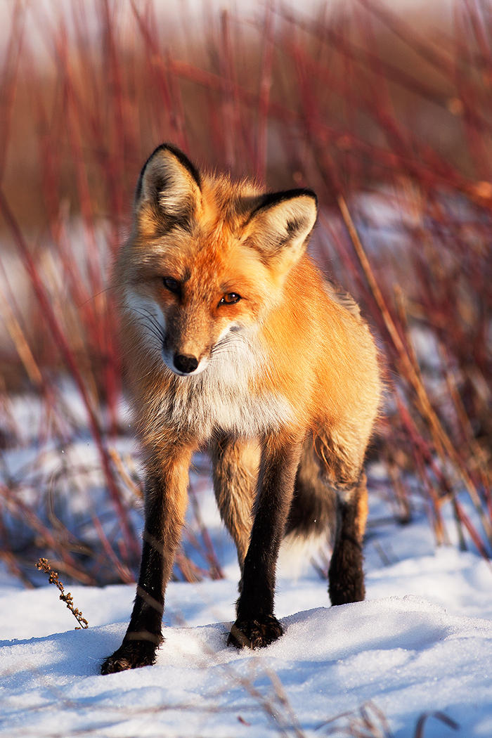 This Fox by Thomas-Koidhis