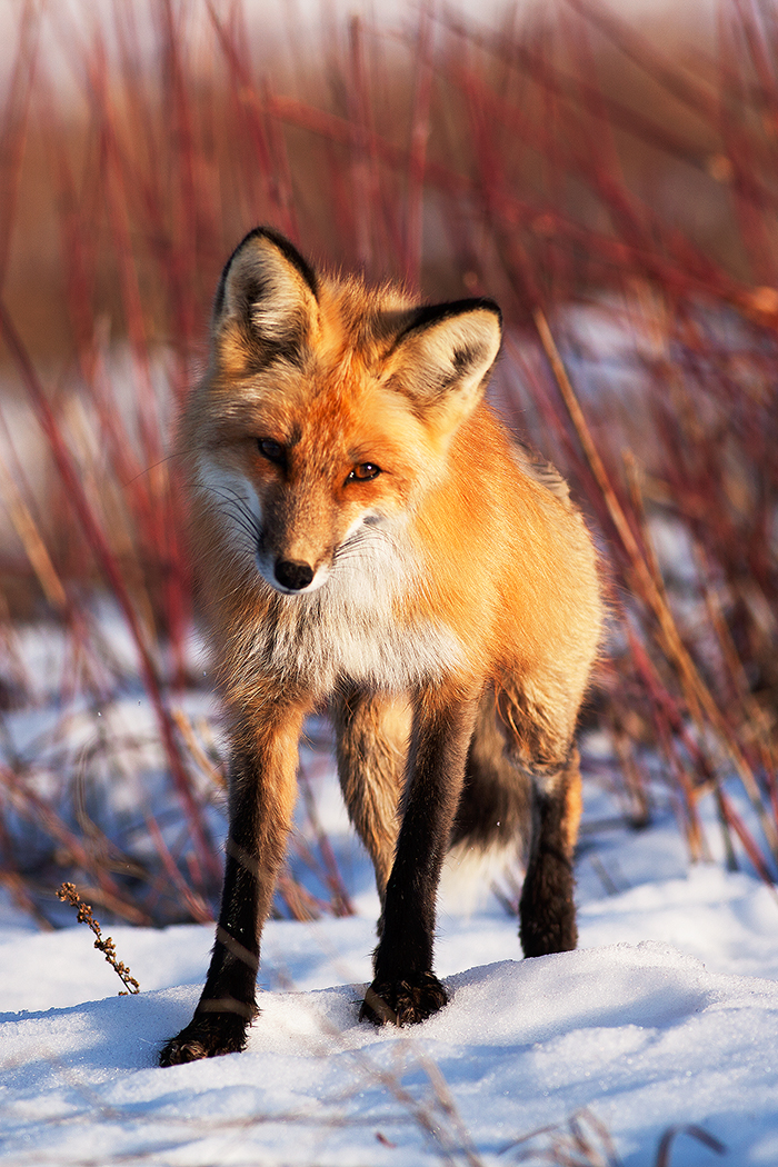 This Fox