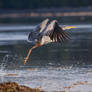 Seal Bay Birding II