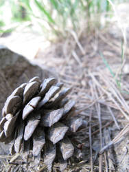 Pine Cone