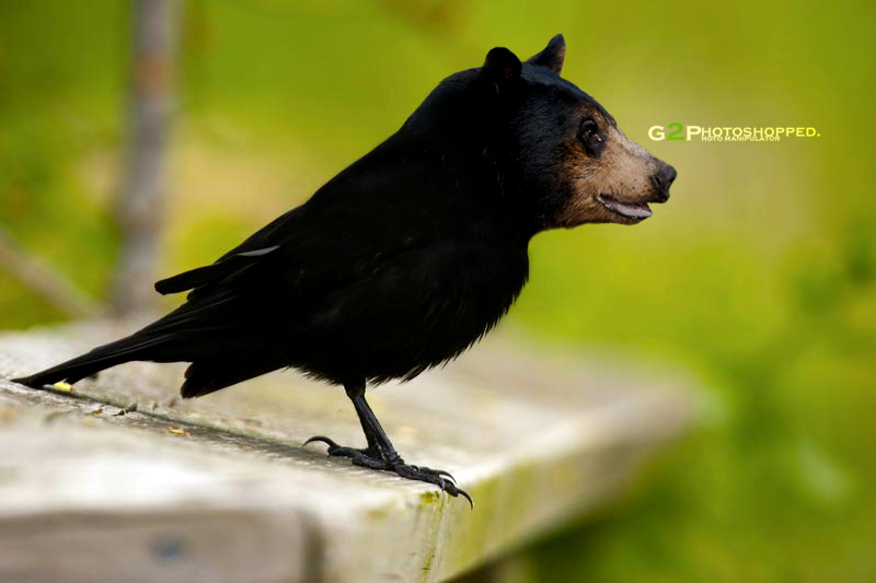 mixed animals by toph07 on DeviantArt mixed animals by toph07 on DeviantArt