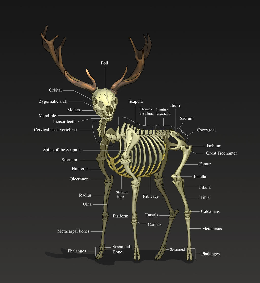 Deer Skeleton 3 4 By Khekian On DeviantArt deer-skeleton-3-4-by-khekian-on-deviantart