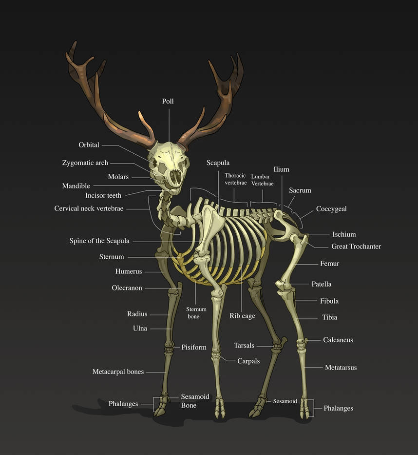 Орган оленя. Строение скелета оленя. Анатомия косули скелет. Скелет благородного оленя. Анатомия кости Северного оленя.