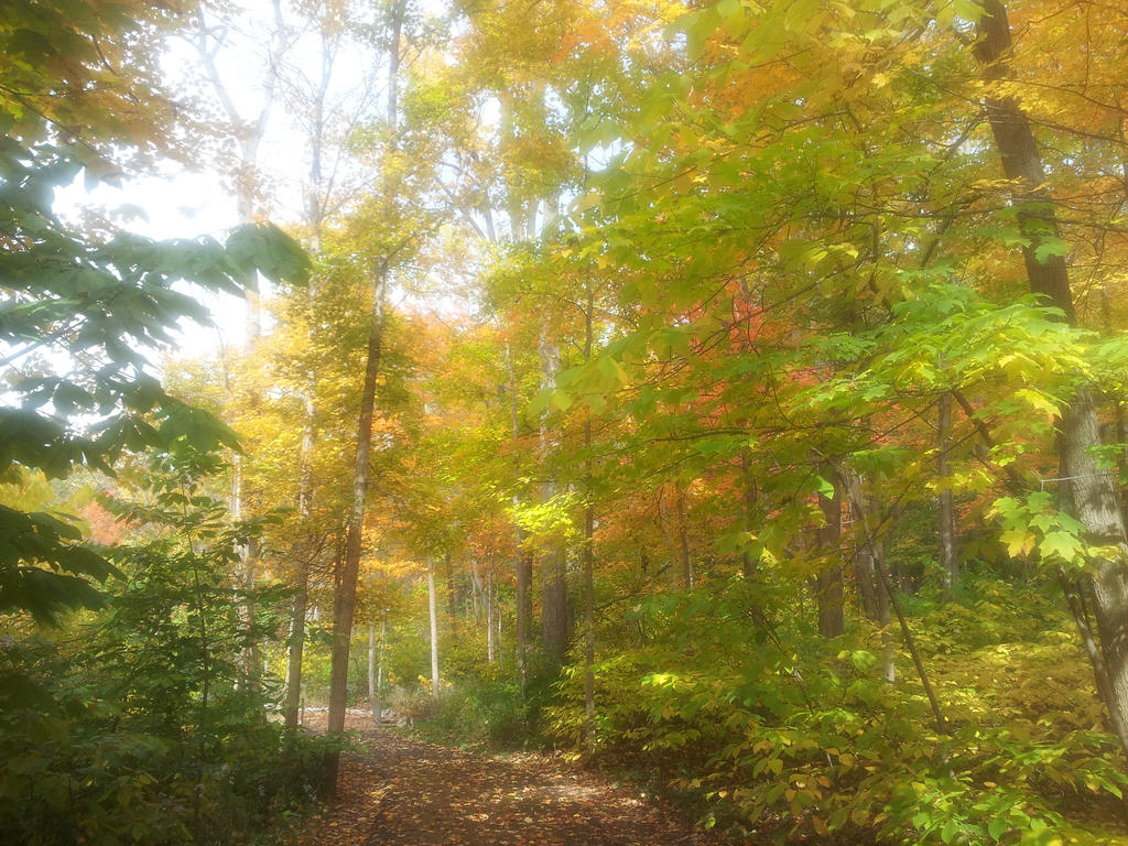 A Walk Through the Forest