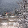 Snow on the tree