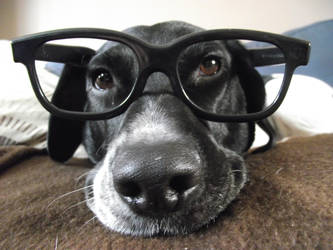 Dog with glasses