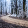 the path - wienerwald