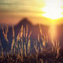 grasses backlit - sunset - austria