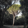 The tree - tuscany.