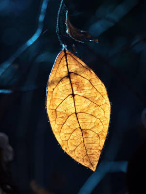 Leaf prepared to fly. - tuscany by 8moments